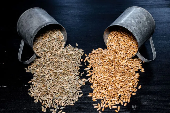 Links Roggen, rechts Dinkel