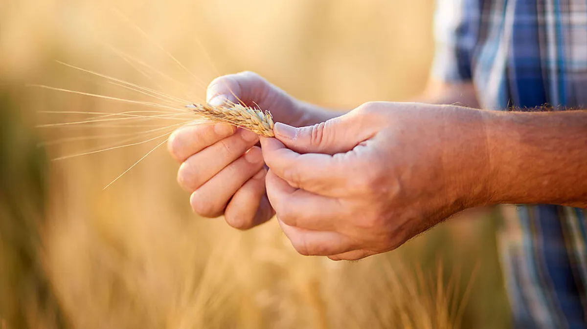 Globales Getreide-Defizit