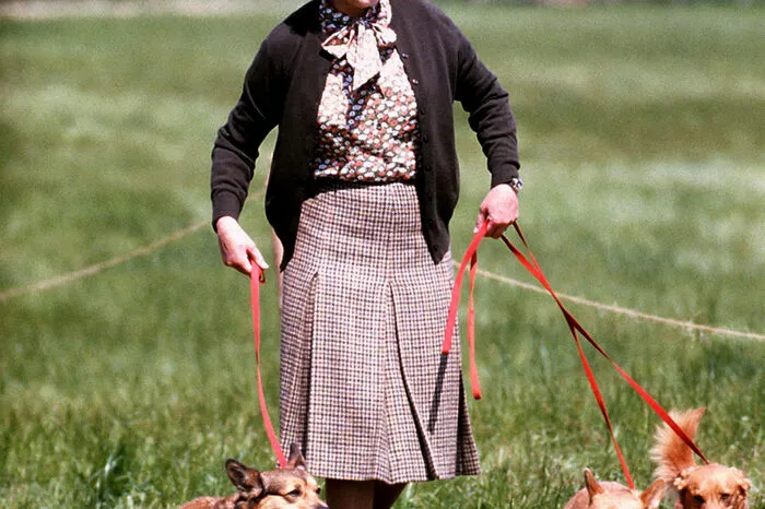 Bis 1960 stieg die Zahl der Jungtiere auf fast 9000. Das lag auch an der Ausbreitung des Fernsehens, das die Mitglieder der Royal Family - und ihre Tiere - bekannter machte.