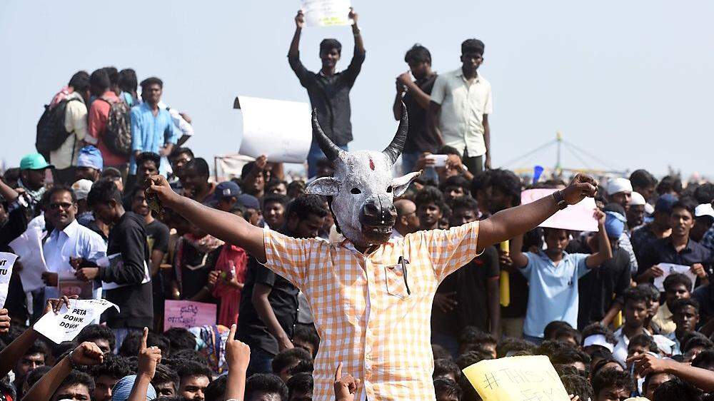 Indische Studenten protestieren gegen die Abschaffung der Stierkämpfe 