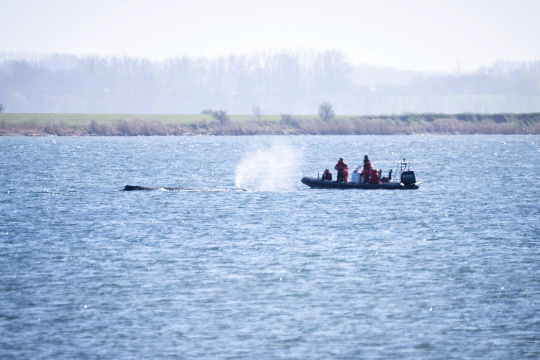 Keine Hoffnung mehr für den gestrandeten Buckelwal 