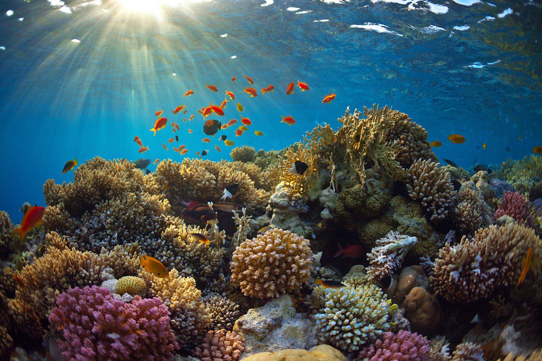 Korallensterben: Der leise Tod einer märchenhaften Welt