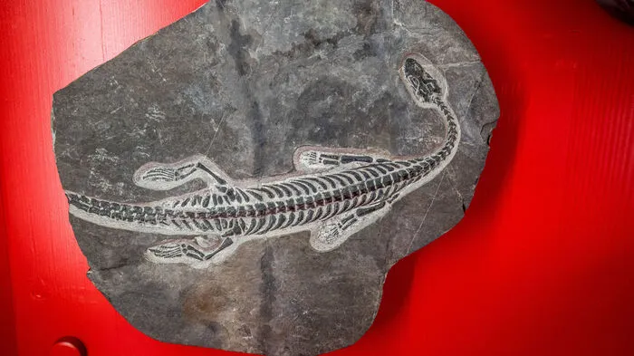 Das seichte Gebiet zwischen Weißensee und Gitschtal war vor mehr als 200 Millionen Jahren Tummelplatz einer aus heutiger Sicht fantastisch anmutenden Tierwelt. Rund um die Lagunen und Sandbänke fühlten sich zum Beispiel sogenannte Paddelsaurier pudelwohl.