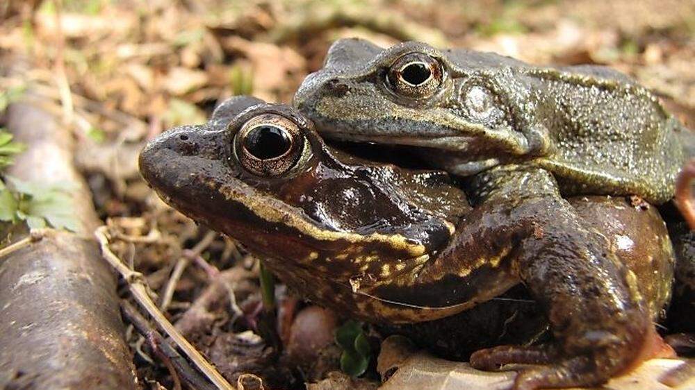 Extrem frühe Froschwanderung in Kärnten: Die ersten Amphibien waren bereits im Februar unterwegs
