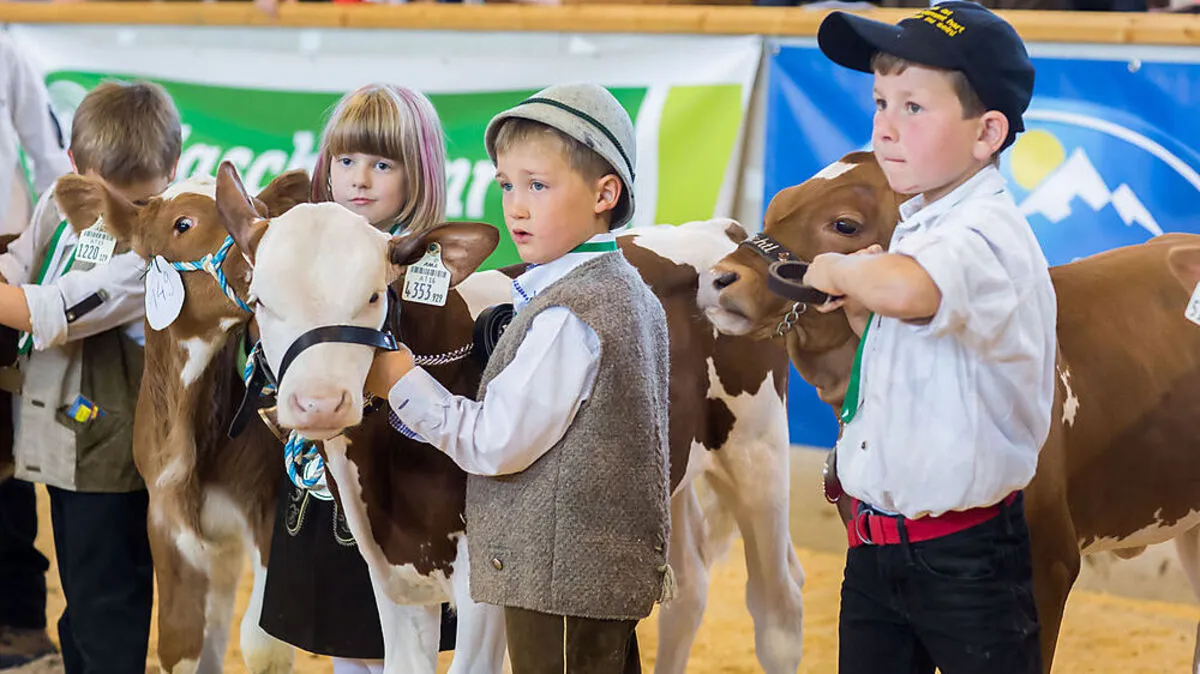 Die Jubiläumsschau beginnt traditionell mit dem Bambinibewerb, wo die kleinsten Jungzüchter ihr Können zeigen