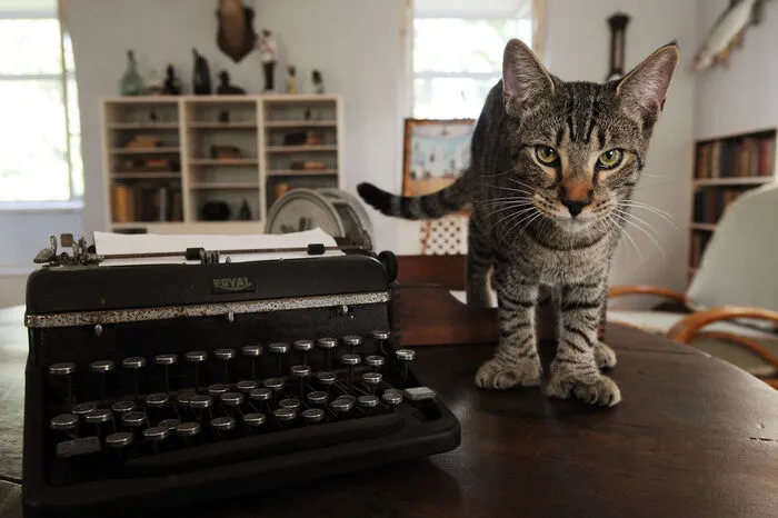 Als Ernest Hemingway in den 1930er-Jahren in Key West lebte, wurde ihm von einem Seemann eine weiße Katze geschenkt, die auf den Namen Schneewittchen hörte und sechs Zehen an ihren Pfoten hatte. Die 40 bis 50 Katzen, die heute im Hemingway Haus leben, sind vermutlich alles Nachfahren von Schneewittchen und die meisten weisen die gleiche, ungefährliche Mutation, meist an den Vorderpfoten, auf. Ein echtes Highlight in dem ohnehin schon sehr sehenswerten Haus des berühmten Schriftstellers.