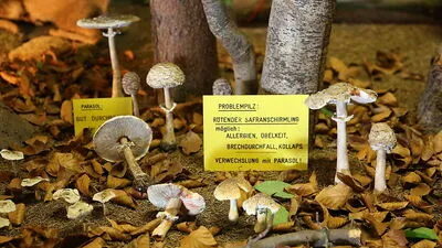 Die Gefahr der Verwechslung ist bei manchen Pilzen groß - und mitunter gefährlich