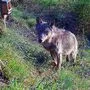 Am 3. Mai hat die Wildkamera den Wolf abgelichtet