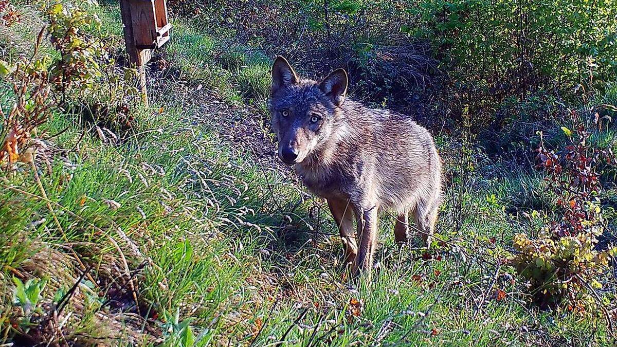 Am 3. Mai hat die Wildkamera den Wolf abgelichtet