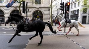 Völlig verstört galoppierten die Pferde durch die Londoner Innenstadt