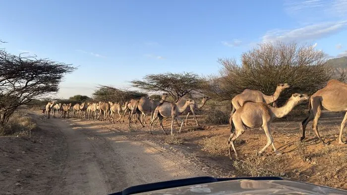 Dromedare sind die kostbarsten Tiere der Samburu. Sie dienen quasi als genügsame Geldanlage