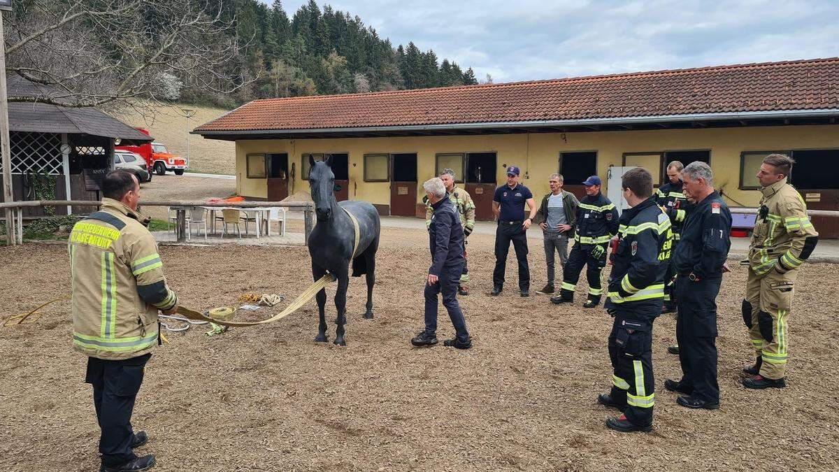 In drei Modulen erlernten die Kameraden der Berufsfeuerwehr Klagenfurt den richtigen Umgang mit verunfallten Großtieren.