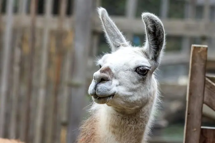 Lamas und Alpakas sind eigentlich der Hauptschwerpunkt des Hofes