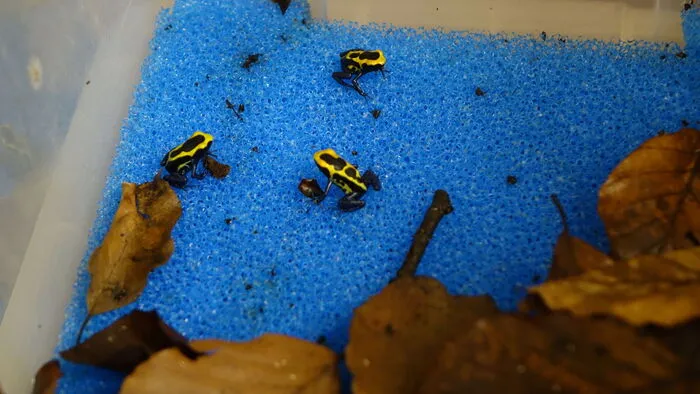 Die Färberfrösche haben eine schöne gelbe Maserung