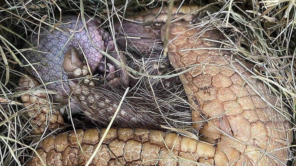 Das Kugelgürteltier-Baby versteckt sich noch bei seiner Mutter