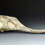 Neue Saurier-Art im Naturhistorischen Museum entdeckt
