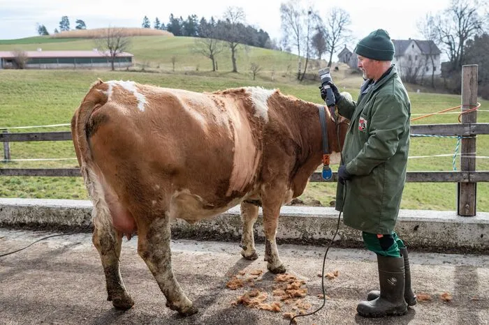 Ganz zu Beginn werden die Schau-Kühe geschert.