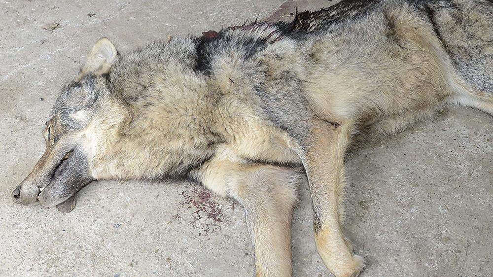 Der 2014 in einem Stall in Greifenburg erschossene Wolf