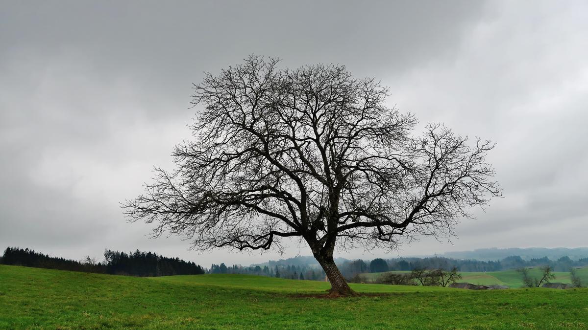 Ein gefällter Baum hatte schließlich ein Nachspiel 