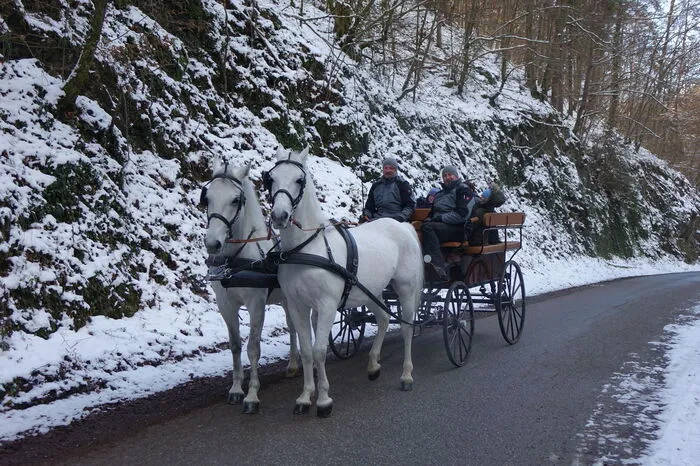 Über die Sonnenseite ging es mit der Kutsche von Piber nach Piberegg und wieder retour.