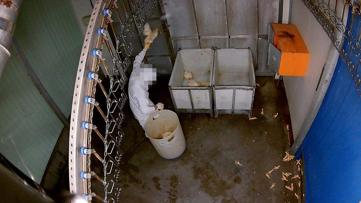 Ein Angestellter im Schlachthof schleudert das Huhn gegen die Kante eines Leichencontainers, um sein Genick zu brechen