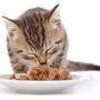 Alleinfuttermittel müssen für die Katze auch dann gesund sein, wenn sie sonst (fast) nichts bekommt