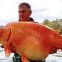 &quot;The Carrot&quot; heißt der gigantische Goldfisch. 