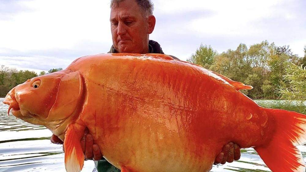 &quot;The Carrot&quot; heißt der gigantische Goldfisch. 
