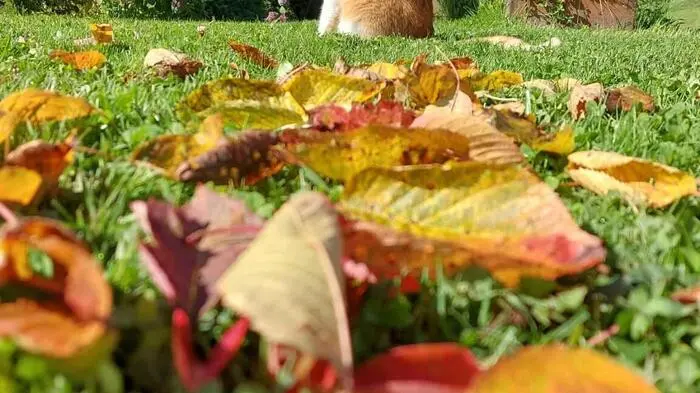 Der Herbst scheint Kater Simba aus Deutschlandsberg gut zu gefallen