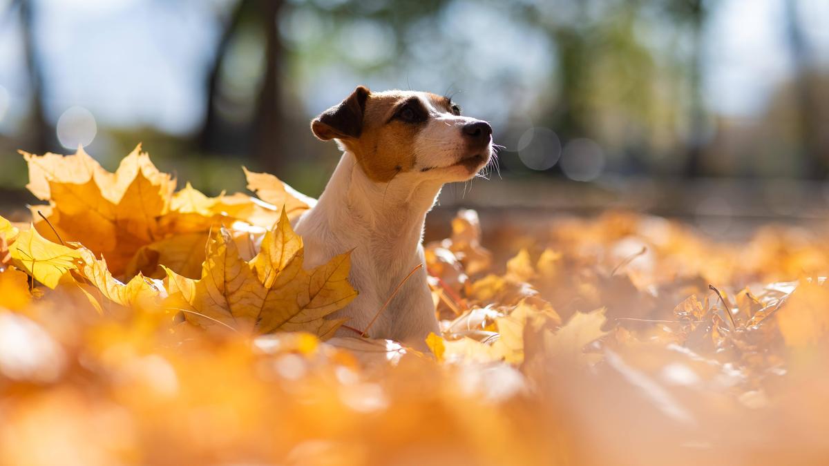 In der kommenden Woche wartet goldener Herbst