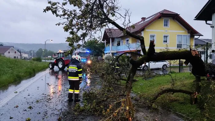 Eine Folge der schweren Unwetter waren umgestürzte Bäume