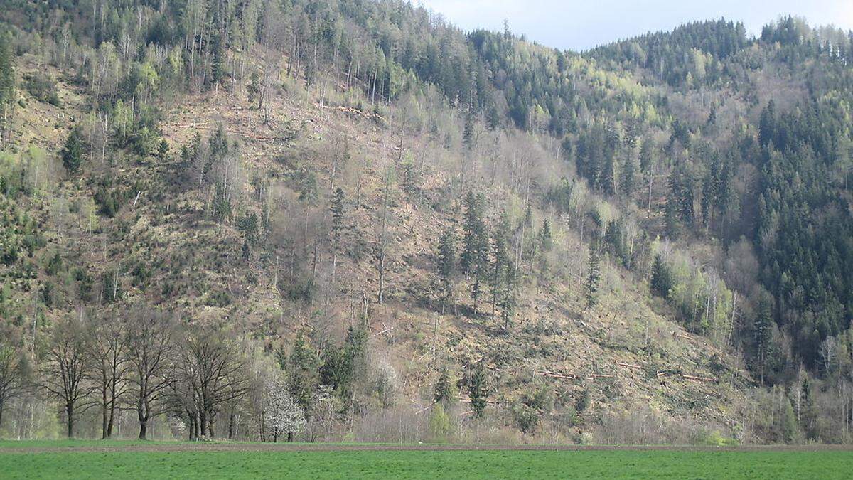 Das Gebiet bei Auwald nach der Fällung der Bäume 