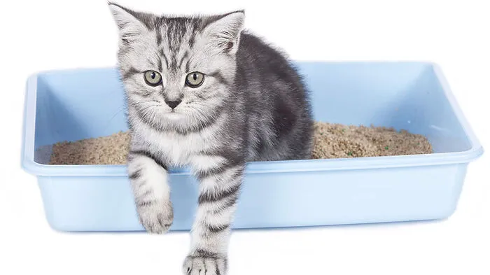 Das Katzenkisterl im Stiegenhaus ist bedenklich