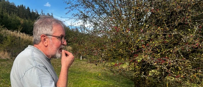 „Nicht ins Gras beißen“: Vereinsobmann Christian Zöscher kostet von den Beeren des Weißdorns