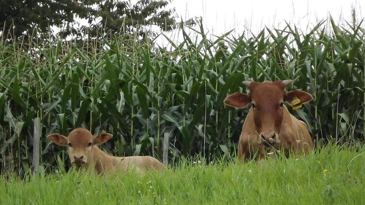 Wem gehören diese Kühe? Laut Polizei handelt es sich wahrscheinlich um Zebu-Rinder