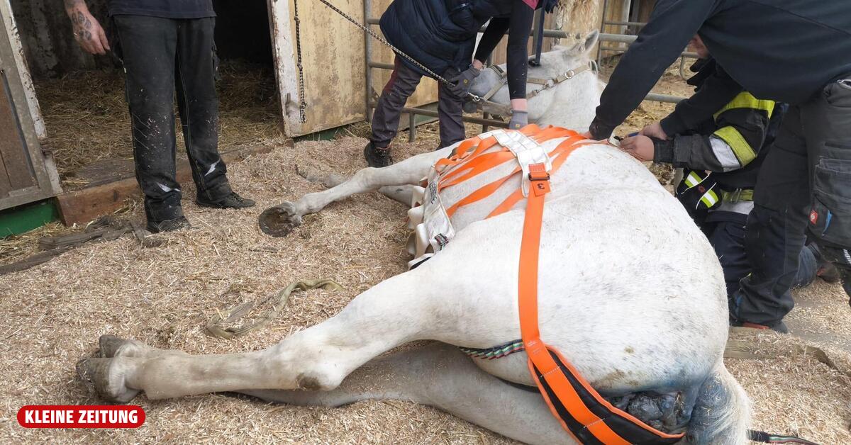 Preding: Feuerwehr hilft Pferd wieder auf die Beine