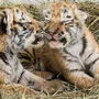 Trauer um die Tigerbabys