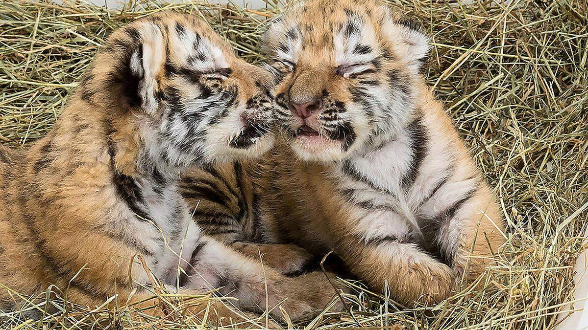 Trauer um die Tigerbabys