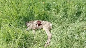 Ein Wanderer fand dieses Reh neben einem Güterweg in Pruggern