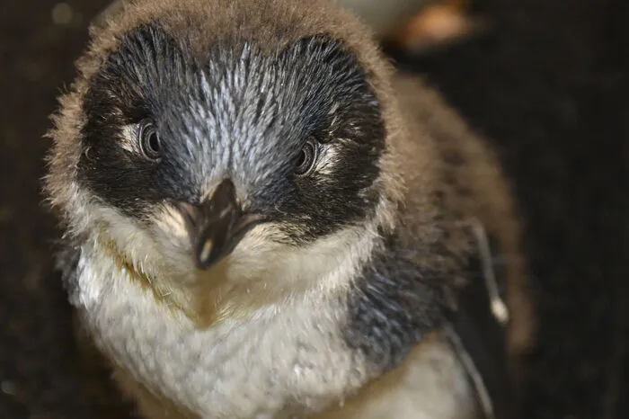Der Babypinguin, der auf den Namen Squirt getauft wurde, schlüpfte mit drei anderen kleinen Pinguinen im Jänner im Louisville Zoo in Kentucky, USA.