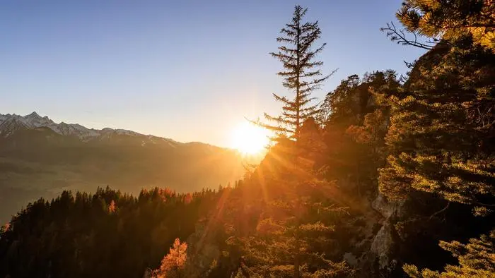 Hinter einem Nadelbaum geht in den Bergen die Sonne unter.