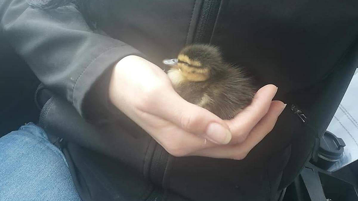 Das Entenbaby, welches am Lavantweg gefunden wurde 