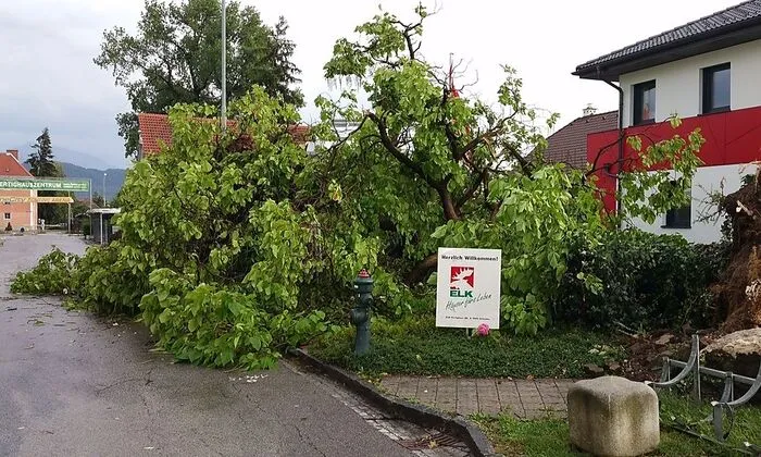 Entwurzelter Baum im Fertighauszentrum Klagenfurt