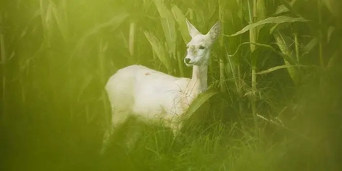 Für diese Aufnahme lag Wildtierfotograf Manuel Gruber aus Trofaiach mit viel Geduld immer wieder stundenlang auf der Lauer