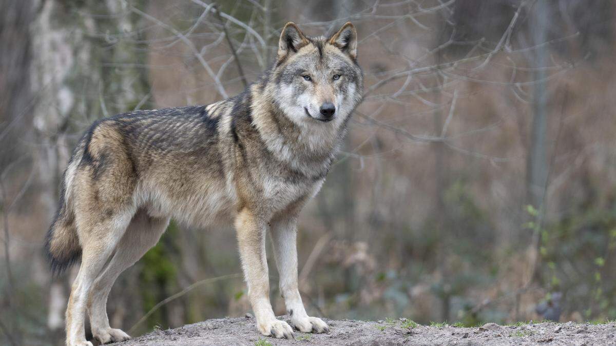 Der Risikowolf befand sich immer wieder in Menschennähe