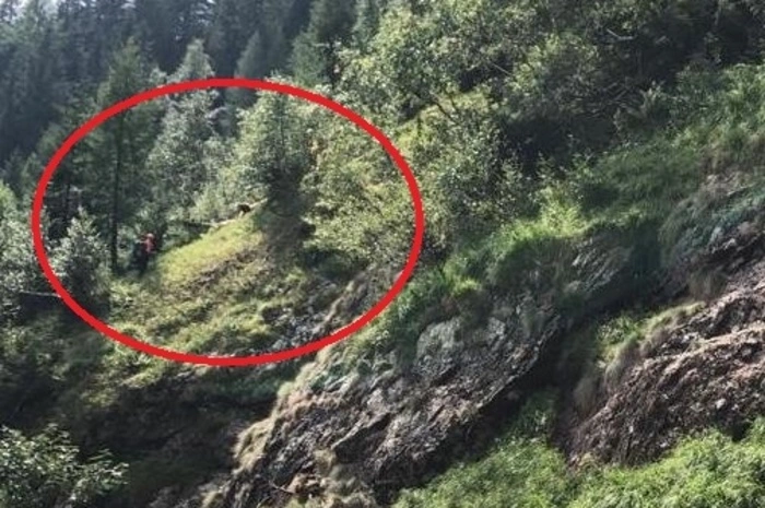 Der Aufstieg der Retter musste von unten durch felsiges Gelände erfolgen um die Kälber nicht Richtung Abgrund zu treiben