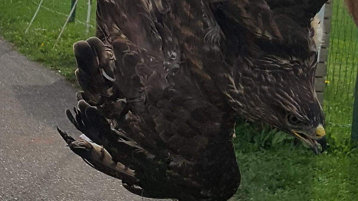 Eine Joggerin bemerkte den Bussard