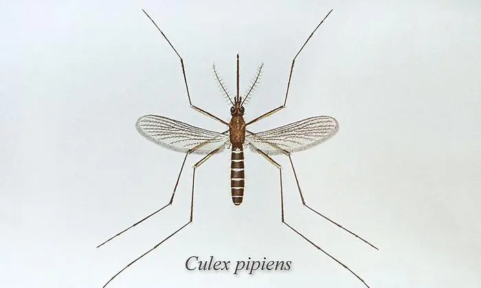 Die heimische Steckmücke