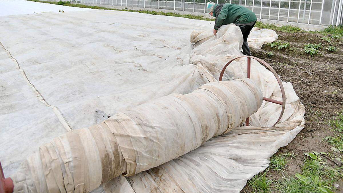 Aufgrund der Kälte verzögerte sich in Kärnten die Wachstumsperiode heuer deutlich (Symbolfoto)