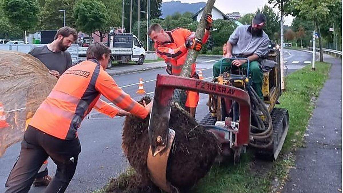 Die Ausgrabung der Bäume war ein aufwändiges Projekt